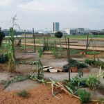 Horta urbana abandonada em Brasília, com plantas secas e solo árido, destacando falhas na agricultura local.