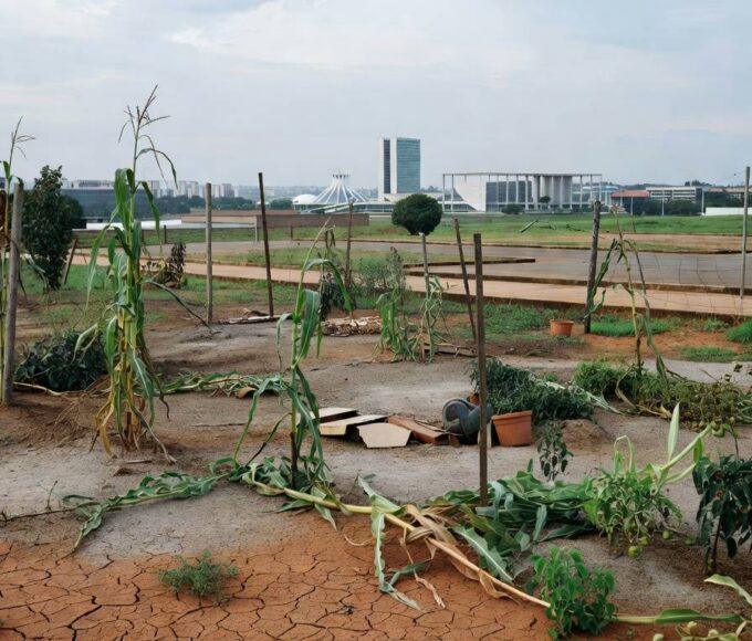 Horta urbana abandonada em Brasília, com plantas secas e solo árido, destacando falhas na agricultura local.
