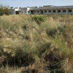 Lote com mato alto ao lado de escola em Taguatinga notificado para limpeza