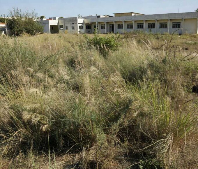 Lote com mato alto ao lado de escola em Taguatinga notificado para limpeza