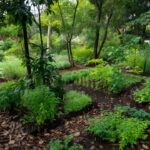 Horta agroflorestal de plantas medicinais no Centro Pop de Taguatinga