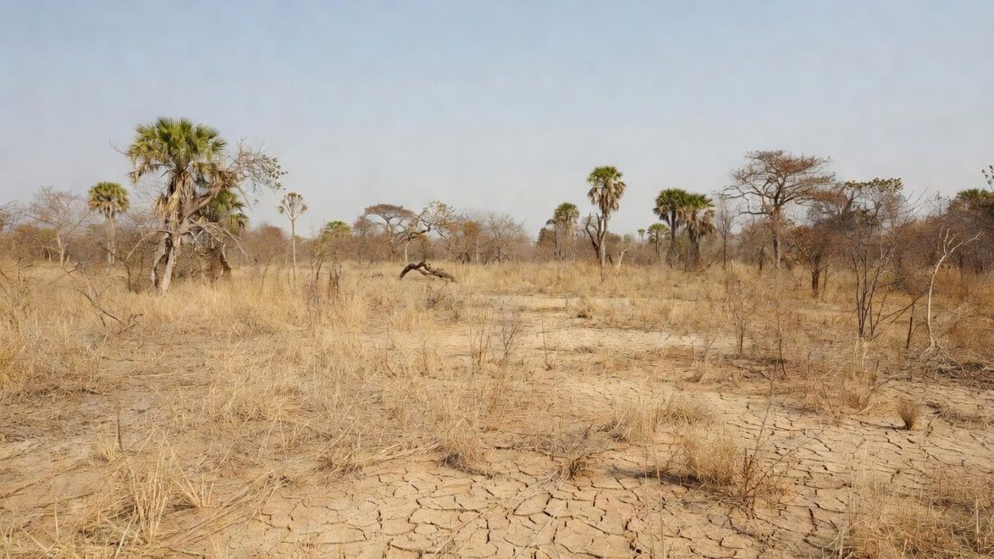 Paisagem do cerrado no DF com vegetação seca por baixa umidade