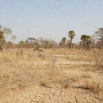 Paisagem do cerrado no DF com vegetação seca por baixa umidade
