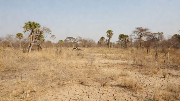 Paisagem do cerrado no DF com vegetação seca por baixa umidade