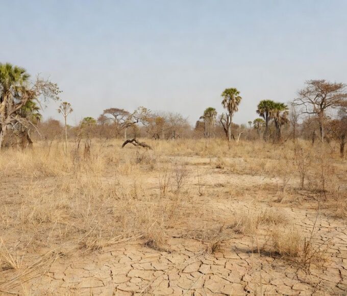 Paisagem do cerrado no DF com vegetação seca por baixa umidade