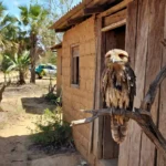 Urutau debilitado resgatado por PM em residência de Taguatinga, no DF