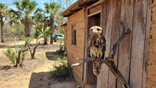 Urutau debilitado resgatado por PM em residência de Taguatinga, no DF