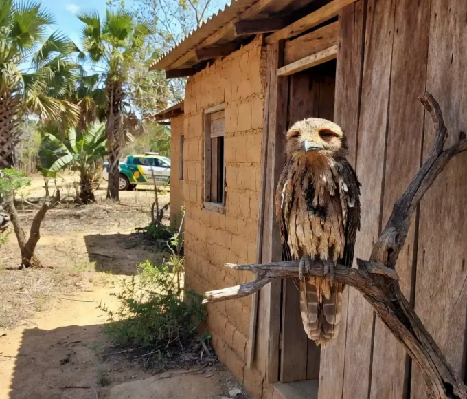 Urutau debilitado resgatado por PM em residência de Taguatinga, no DF